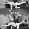 Bird dog